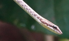 Dryophiops rubescens