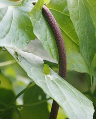 Dryophiops rubescens