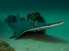 Rhynchobatus australiae