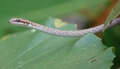 Dryophiops rubescens