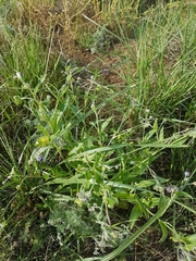 Cynoglossum divaricatum