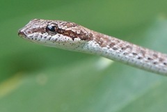 Dryophiops rubescens