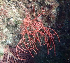 Leptogorgia