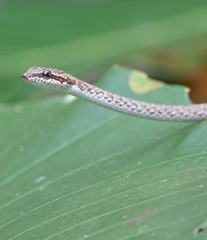 Dryophiops rubescens