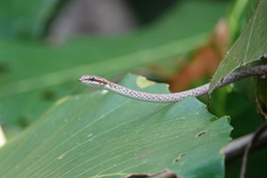 Dryophiops rubescens