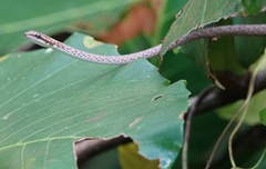 Dryophiops rubescens
