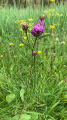 Centaurea jacea
