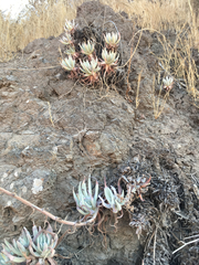 Dudleya virens hassei