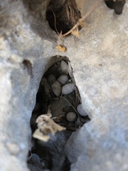 Euchondrus septemdentatus