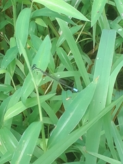Enallagma vesperum