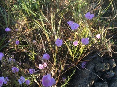 Agalinis decemloba