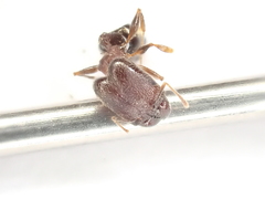 Pheidole akermani