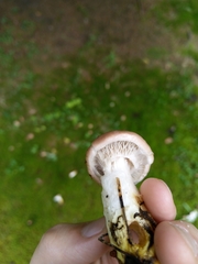 Gomphidius glutinosus