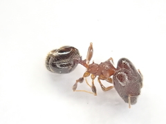 Pheidole akermani