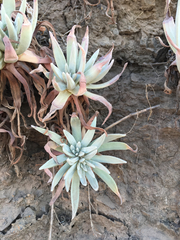 Dudleya virens hassei