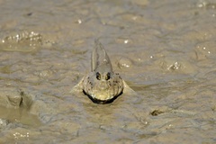 Periophthalmodon schlosseri