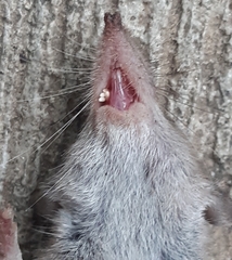 Crocidura suaveolens