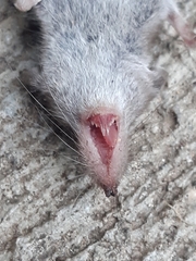 Crocidura suaveolens