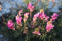 Hedysarum ucrainicum