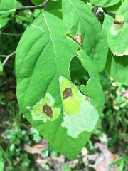Leucanthiza dircella