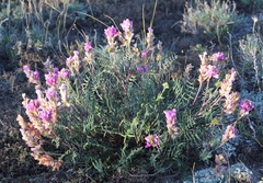 Hedysarum ucrainicum