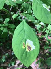 Leucanthiza dircella