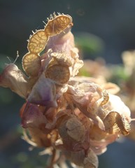 Hedysarum ucrainicum