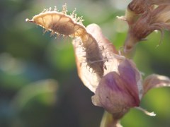 Hedysarum ucrainicum