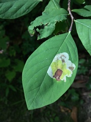 Leucanthiza dircella