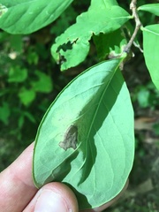 Leucanthiza dircella