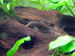 Zebra Loach photo 2
