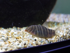 Zebra Loach photo 3