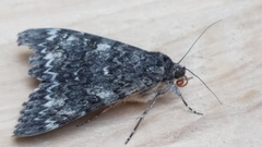 Catocala californica