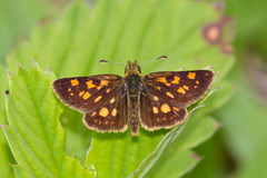 Carterocephalus mandan