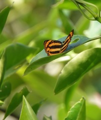 Pantoporia paraka