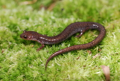 Plethodon hoffmani