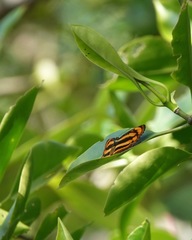 Pantoporia paraka
