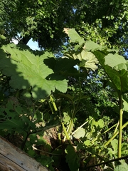 Gunnera tinctoria