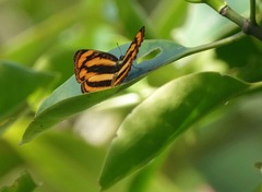Pantoporia paraka