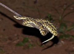 Bothrops pubescens