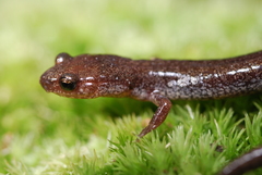 Plethodon hoffmani