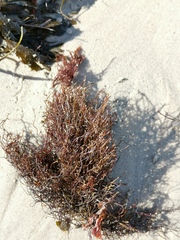 Furcellaria lumbricalis