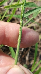 Leptochloa panicea