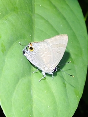Deudorix epijarbas menesicles