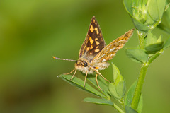 Carterocephalus mandan