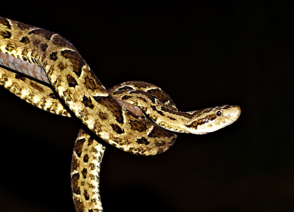 Pampas Lancehead
