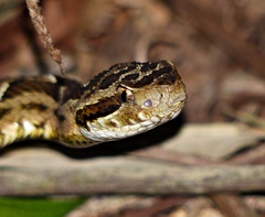 Bothrops pubescens