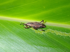 Sphenocorynes kosempoensis