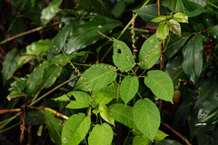 Alchornea yambuyaensis