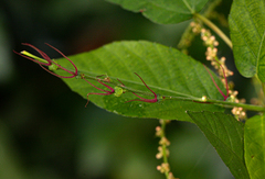 Alchornea yambuyaensis